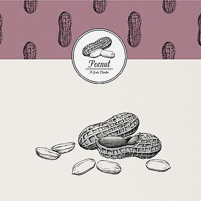 PSD 식물 열매 일러스트 사람없음 여러개 견과류 껍질 땅콩 국내일러스트 다수 파일형식