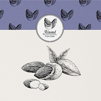 PSD 식물 열매 잎 일러스트 사람없음 여러개 견과류 아몬드 국내일러스트 다수 파일형식