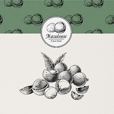 PSD 식물 열매 잎 일러스트 나뭇잎 사람없음 여러개 견과류 껍질 마카다미아 국내일러스트 다수 파일형식