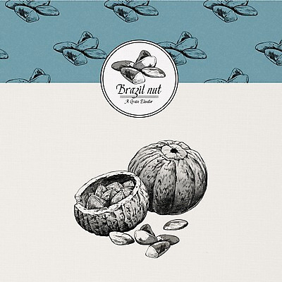 PSD 식물 열매 일러스트 사람없음 여러개 견과류 알맹이 브라질넛 국내일러스트 다수 파일형식