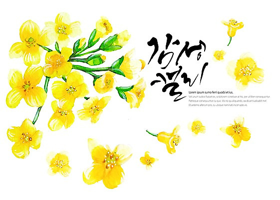PSD 백그라운드 일러스트 캘리그라피 붓터치 수채화 글자캘리그라피 사람없음 노란색 유채 꽃봉오리 감성 국내일러스트 꽃 컬러 컨셉 파일형식