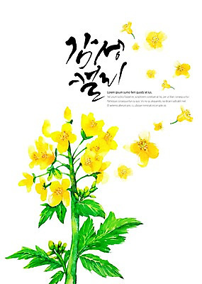 PSD 꽃 백그라운드 잎 일러스트 캘리그라피 붓터치 수채화 글자캘리그라피 사람없음 노란색 유채 꽃봉오리 감성 국내일러스트 식물 컬러 컨셉 파일형식