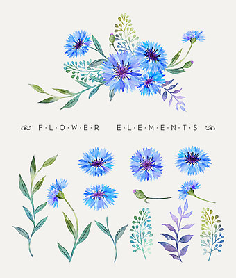 PSD 꽃잎 꽃 꽃다발 일러스트 나뭇잎 수채화 사람없음 파란색 수레국화 국내일러스트 식물 컬러 잎 파일형식