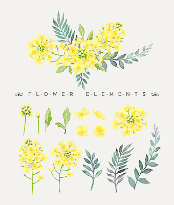 PSD 꽃잎 꽃 꽃다발 일러스트 나뭇잎 수채화 사람없음 노란색 유채 국내일러스트 식물 컬러 잎 파일형식
