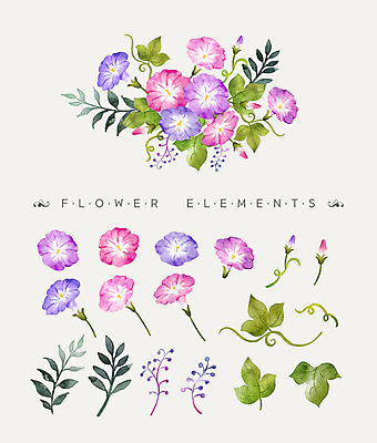 PSD 꽃잎 꽃 꽃다발 일러스트 나뭇잎 수채화 사람없음 나팔꽃 국내일러스트 식물 잎 파일형식