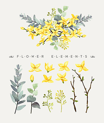 PSD 꽃잎 꽃다발 일러스트 나뭇잎 수채화 사람없음 개나리 꽃가지 국내일러스트 꽃 잎 나뭇가지 파일형식