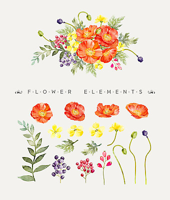 PSD 꽃잎 꽃 꽃다발 일러스트 나뭇잎 수채화 사람없음 양귀비 국내일러스트 식물 잎 파일형식