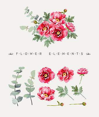 PSD 꽃잎 꽃 꽃다발 일러스트 나뭇잎 수채화 사람없음 모란 국내일러스트 식물 잎 파일형식