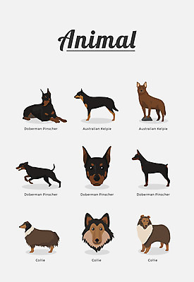 동물 여러마리 일러스트 포유류 종류 사람없음 강아지 보더콜리 콜리 반려 레드독 도베르만핀셔 국내일러스트 AI파일 다수 반려동물 개 파일형식 벡터 핀셔