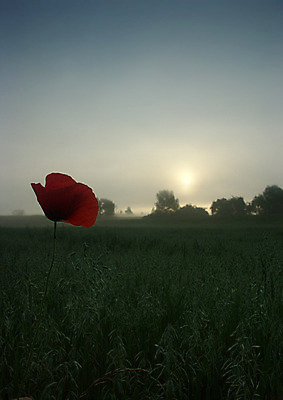 포토 JPG 해외이미지 나무 자연 아침 날씨 풍경 사람없음 컬러풀 햇빛 어둠 추위 안개 가을 농촌 신비 카피스페이스 해외202004 해외포토 주간 식물 계절 컬러 컨셉 태양 공백 시골 생태계 파일형식 이미지허브