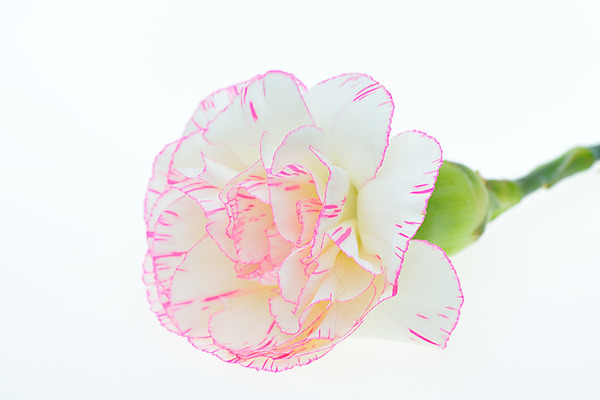 포토 JPG 해외이미지 식물 꽃잎 꽃 줄기 분홍색 결혼 백그라운드 컨셉 잎 꽃무늬 자연 결혼식 발렌타인데이 선물 사랑 사람없음 컬러풀 봄 벚꽃 흰색 신선 개화 닫기 카네이션 만족 싱글 열정 고립 스타일 해외202004 해외포토 계절 감정 컬러 무늬 모션 데이이벤트 이벤트 생태계 파일형식 이미지허브