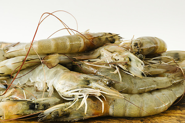 포토 JPG 해외이미지 동물 오렌지 재료 조개 새우 건강 갑각류 사람없음 갈색 검은색 껍질 흰색 신선 맛 해산물 날것 흙더미 생식 해외202004 해외포토 컬러 컨셉 과일 어패류 흙 파일형식 더미 이미지허브