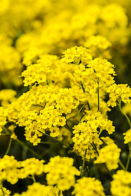 포토 JPG 해외이미지 식물 건축물 계절 꽃잎 꽃 잎 꽃무늬 자연 하늘 사람없음 초록색 노란색 봄 벚꽃 아기 개화 5월 언덕 고립 보호구역 해외202004 해외포토 건축 컬러 무늬 사람 날짜 생태계 구역 파일형식 이미지허브