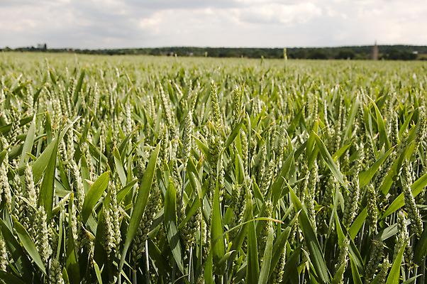 포토 JPG 해외이미지 식물 구름 계절 줄기 백그라운드 밭 농업 자연 하늘 풍경 사람없음 야외 가로 초록색 여름 농작물 농장 봄 땅 밀 수평선 세련 해외202004 해외포토 자연요소 산업 컬러 곡류 생태계 파일형식 이미지허브