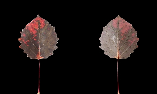 포토 JPG 해외이미지 사람없음 썩음 해외202004 해외포토 파일형식 이미지허브