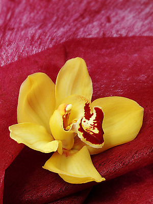 포토 JPG 해외이미지 식물 꽃잎 꽃 화초 줄기 꽃다발 백그라운드 꽃무늬 자연 동양인 사람없음 파란색 컬러풀 노란색 벚꽃 나뭇가지 개화 난초 열정 나방 내추럴 강렬 고립 단아함 이국적 해외202004 해외포토 나무 감정 컬러 곤충 무늬 인종 생태계 파일형식 이미지허브