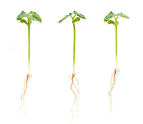 포토 JPG 해외이미지 식물 계절 음식 컨셉 잎 농업 채소 자연 새로움 콩 건강 씨앗 사람없음 초록색 농장 새싹 정원 희망 봄 펼침 성장 흰색 시골 신선 유기농 뿌리 부활 리빙 고립 대두 모종 밭일 생태학 처음 해외202004 해외포토 웰빙 교육 감정 산업 컬러 모션 곡류 생태계 파일형식 이미지허브