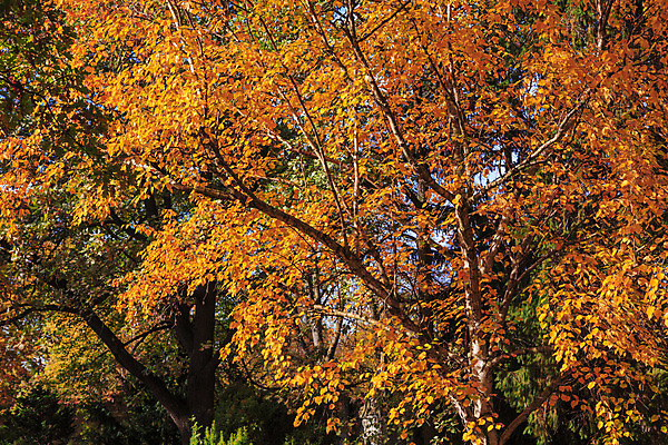 포토 JPG 해외이미지 나무 식물 구름 유럽 백그라운드 잎 오렌지 자연 풍경 사람없음 야외 가로 빨간색 파란색 컬러풀 가을 나뭇가지 숲 자연백그라운드 흐림 해외202004 해외포토 자연요소 계절 나라 컬러 과일 날씨 생태계 파일형식 이미지허브