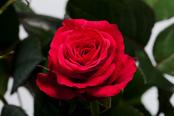 포토 JPG 해외이미지 식물 여자 기념일 꽃잎 꽃 분홍색 꽃다발 결혼 백그라운드 꽃무늬 패턴 자연 추상 발렌타인데이 사랑 사람없음 빨간색 물 여름 장미 정원 봄 젖음 벚꽃 흰색 물방울 생일 닫기 떨어짐 이슬 꽃봉오리 싱글 원예 질감 해외202004 해외포토 자연요소 계절 감정 컬러 컨셉 무늬 모션 데이이벤트 사람 이벤트 취미 생태계 파일형식 이미지허브