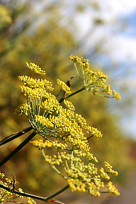 포토 JPG 해외이미지 식물 계절 꽃 음식 줄기 백그라운드 잎 꽃무늬 패턴 농업 채소 재료 자연 추상 씨앗 사람없음 야외 초록색 여름 약 노란색 머리 정원 벚꽃 나뭇가지 신선 양념 먹기 허브 향신료 유기농 원예 날것 내추럴 꽃수술 딜 회향 세련 해외202004 해외포토 나무 웰빙 산업 컬러 무늬 의학 모션 취미 신체부위 생태계 향미료 파일형식 이미지허브