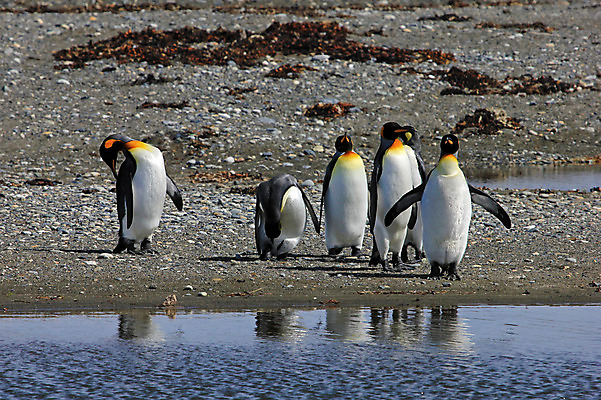 포토 JPG 해외이미지 동물 구름 공원 야생동물 섬 과학 여행 가족 자연 조류 하늘 수영장 사람없음 빨간색 물 파란색 미국 회색 추위 흰색 그룹 역 왕 남극 북극 펭귄 부리 칠레 남쪽 아르헨티나 종료 식민지 해외202004 해외포토 자연요소 공공시설 컬러 북아메리카 관계 교통시설 남아메리카 극지방 방향 생태계 파일형식 이미지허브