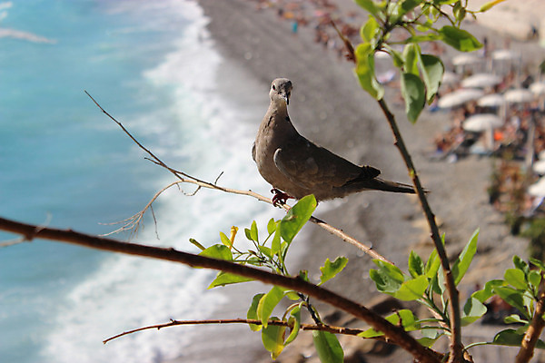포토 JPG 해외이미지 나무 동물 야생동물 바다 잎 날개 아프리카 자연 조류 서기 앉기 사람없음 야외 초록색 파란색 검은색 회색 프랑스 나뭇가지 관찰 반지 황무지 거북이 망토 지중해 깃털 만족 비둘기 꼬리 부리 목 내추럴 프랑스어 해외202004 해외포토 식물 문자 감정 유럽 나라 컬러 장신구 파충류 모션 신체부위 생태계 파일형식 이미지허브