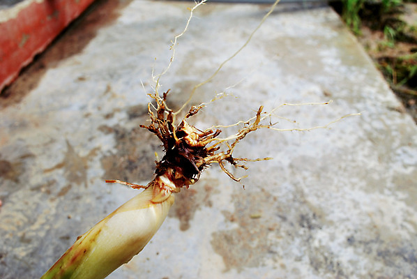 포토 JPG 해외이미지 식물 동물 아시아 야생동물 음식 줄기 잎 농업 채소 재료 파충류 태국 자연 건강 요리 동양인 사람없음 야외 목재 초록색 농작물 약 성장 신선 양념 조미료 수비 맛 벌레 보호 질병 허브 오브젝트 유기농 서식 향 내추럴 해외202004 해외포토 나무 웰빙 나라 산업 컬러 곤충 컨셉 의학 모션 인종 생태계 향미료 파일형식 이미지허브