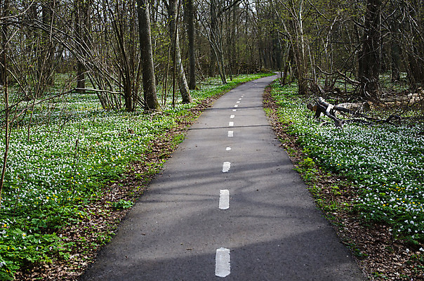 포토 JPG 해외이미지 나무 계절 꽃 도로 길 여행 낙엽 무늬 교통시설 자연 풍경 사람없음 봄 자유 탐험 시골 숲 오솔길 아스팔트 탐사 땅바닥 방법 해외202004 해외포토 식물 교통 컨셉 잎 바닥 시설 생태계 파일형식 이미지허브