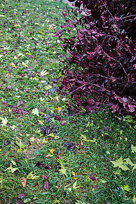 포토 JPG 해외이미지 나무 식물 계절 꽃 줄기 백그라운드 잎 꽃무늬 밭 자연 사람없음 야외 초록색 컬러풀 환경 정원 봄 성장 벚꽃 나뭇가지 개화 발사 원예 매움 엽서 내추럴 해외202004 해외포토 컬러 무늬 농업 취미 맛 편지 생태계 파일형식 이미지허브