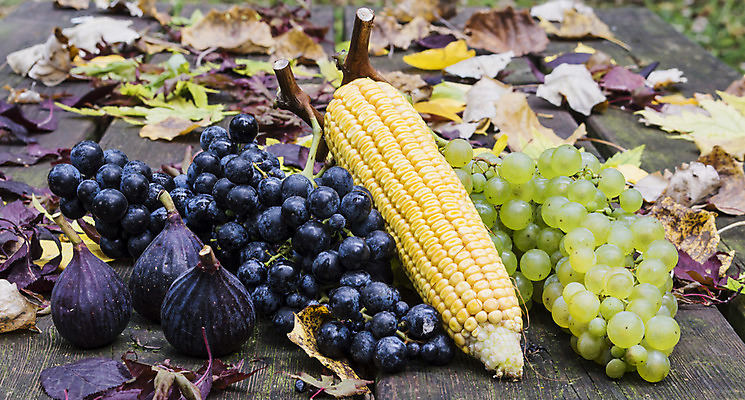 포토 JPG 해외이미지 음식 백그라운드 잎 과일 탁자 포도 건강 옥수수 사람없음 목재 가로 초록색 파란색 세트 노란색 식사 수확 가을 신선 그룹 닫기 달콤 무화과 숙성 채식주의자 해외202004 해외포토 나무 식물 계절 컬러 가구 농업 재료 모션 곡류 맛 채식 파일형식 이미지허브