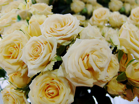 포토 JPG 해외이미지 식물 디자인 여자 꽃잎 꽃 분홍색 꽃다발 결혼 백그라운드 꽃무늬 자연 벽지 결혼식 휴가 발렌타인데이 선물 사랑 사람없음 장식 빨간색 장미 귀여움 정원 벚꽃 흰색 축하 인사 신선 신용카드 개화 다발 배열 심볼 질감 해외202004 해외포토 감정 컬러 컨셉 무늬 데이이벤트 사람 이벤트 금융 예절 생태계 파일형식 이미지허브