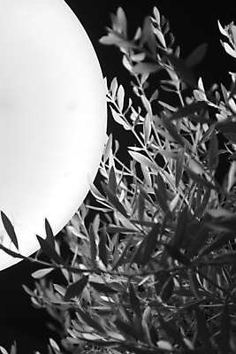 포토 JPG 해외이미지 나무 잎 가로등 공 추상 거리 사람없음 빛 터치 에너지 램프 야간 저녁 올리브 문학 해외202004 해외포토 자연요소 식물 공공시설 열매 무늬 조명 파일형식 이미지허브