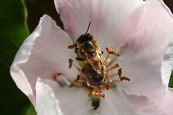 포토 JPG 해외이미지 식물 동물 1 꽃잎 꽃 야생동물 곤충 날개 자연 노동자 사람없음 야외 여름 파란색 갈색 노란색 줄무늬 재킷 터치 신선 선택 말벌 작음 수분 벌 싱글 바쁨 꽃가루 꿀 고립 효율 해외202004 해외포토 직업 계절 컬러 컨셉 무늬 외투 벌_곤충 크기 가루 생태계 파일형식 이미지허브