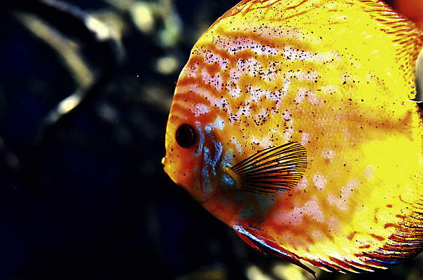 포토 JPG 해외이미지 동물 야생동물 바다 자연 바닥 어류 사람없음 물 파란색 컬러풀 수중 수영 스노클링 산호 작음 생태계 다이빙 암초 수족관 깊이 동물상 이국적 해외202004 해외포토 자연요소 컬러 조형물 수중동물 수상스포츠 자포동물 크기 수중스포츠 파일형식 이미지허브