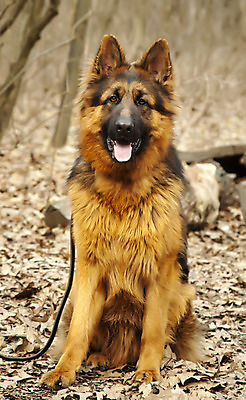 포토 JPG 해외이미지 동물 응시 백그라운드 포유류 자연 털 사람없음 야외 반려동물 컬러풀 햇빛 갈색 머리 검은색 가을 입 황금 양치기 개 혀 경호원 솜털 송곳니 해외202004 해외포토 직업 시선 계절 컬러 신체부위 태양 치아 생태계 파일형식 이미지허브