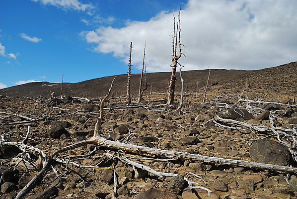 포토 JPG 해외이미지 나무 식물 구름 자연 산 건조 풍경 사람없음 목재 환경 죽음 숲 언덕 부식 뿌리 생태학 옛날 해외202004 해외포토 자연요소 교육 재료 생태계 파일형식 이미지허브