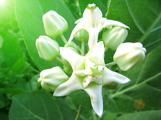 포토 JPG 해외이미지 식물 계절 꽃 분홍색 백그라운드 꽃무늬 일러스트 자연 수채화 사람없음 빨간색 여름 노란색 머리 정원 봄 벚꽃 흰색 신선 데이지 거베라 내추럴 고립 해외202004 해외일러스트 컬러 무늬 신체부위 생태계 파일형식 이미지허브