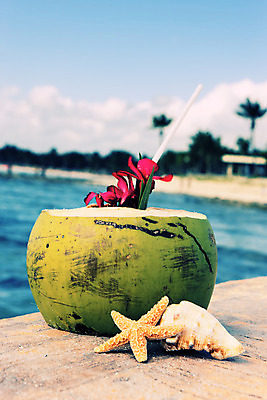 JPG 해외이미지 바다 잎 빨대 사람없음 야외 조개껍데기 열대꽃 코코넛주스 해외포토 포토 식물 꽃 조개 주스 코코넛 파일형식 이미지허브