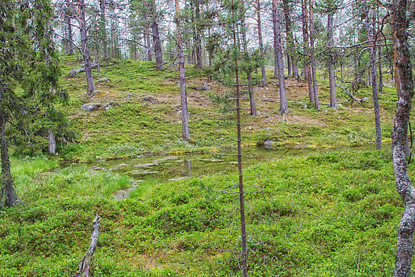 포토 JPG 해외이미지 나무 식물 자연 풍경 사람없음 야외 목재 환경 소나무 숲 땅 상록수 침엽수 삼림지대 해외202004 해외포토 재료 생태계 파일형식 이미지허브