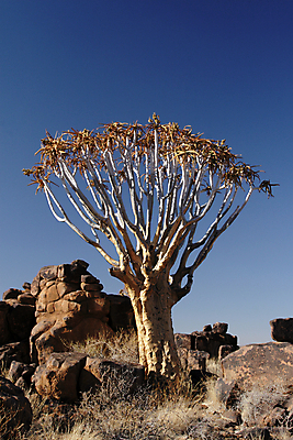 포토 JPG 해외이미지 나무 식물 아프리카 하늘 건조 풍경 사람없음 파란색 갈색 회색 사막 언덕 나미비아 알로에 해외202004 해외포토 나라 컬러 남아프리카 파일형식 이미지허브