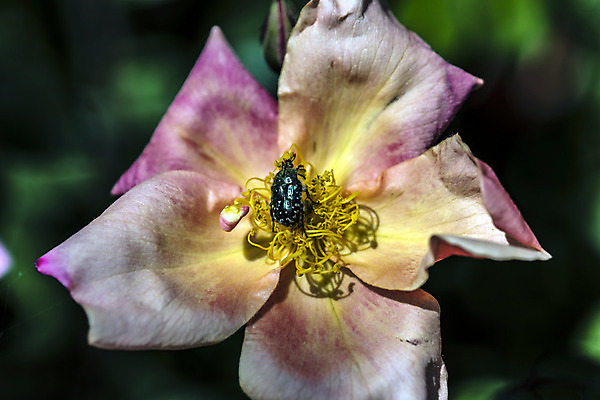 포토 JPG 해외이미지 식물 계절 꽃 줄기 분홍색 곤충 자연 사람없음 초록색 노란색 정원 검은색 봄 활발 기쁨 다양 성장 흰색 시골 개화 맛 보호 수분 원예 보안 꽃가루 숨김 영양분 동정 해외202004 해외포토 동물 감정 컬러 다수 컨셉 안전 취미 가루 생태계 파일형식 이미지허브