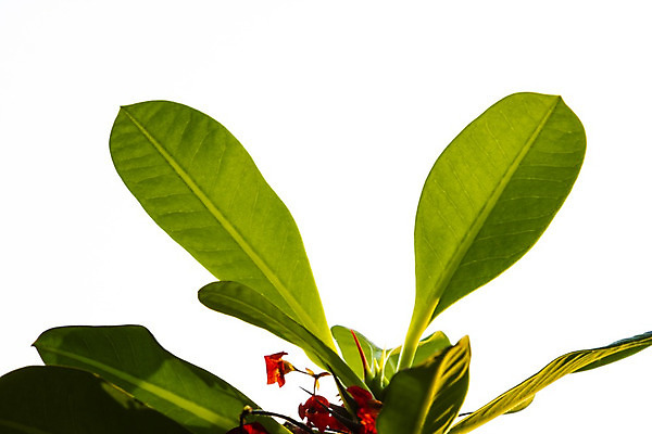 포토 JPG 해외이미지 식물 계절 공원 꽃잎 꽃 줄기 백그라운드 컨셉 잎 꽃무늬 패턴 밭 농업 일러스트 텍스트 자연 건강 풍경 사람없음 초록색 여름 빛 태양 농장 우주 정원 맑음 봄 벚꽃 시골 스케치 오브젝트 질감 날것 붓꽃 내추럴 대칭 밭일 해외202004 해외포토 자연요소 공공시설 산업 컬러 무늬 날씨 미술 생태계 파일형식 이미지허브