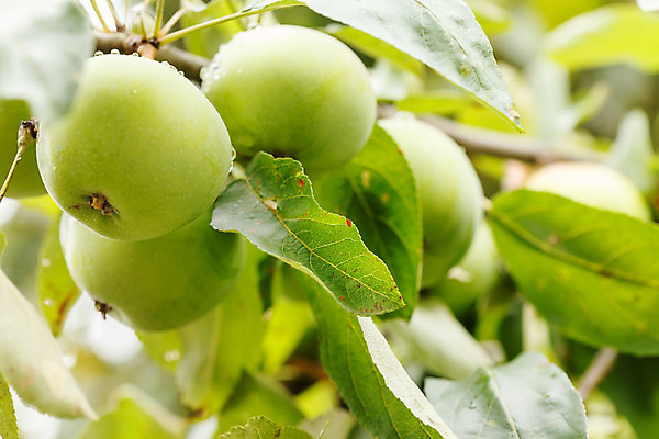 포토 JPG 해외이미지 나무 식물 음식 잎 농업 과일 자연 건강 사람없음 야외 초록색 농작물 정원 수확 나뭇가지 신선 그룹 달콤 사과 과수원 유기농 내추럴 해외202004 해외포토 웰빙 산업 컬러 맛 생태계 파일형식 이미지허브