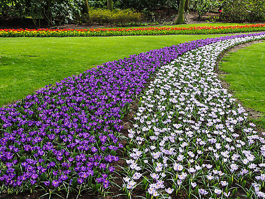 포토 JPG 해외이미지 디자인 꽃 백그라운드 자연 사람없음 파란색 정원 보라색 봄 성장 벚꽃 인사 신선 개화 제비꽃 속도 네덜란드 해외202004 해외포토 식물 계절 유럽 컬러 예절 생태계 파일형식 이미지허브