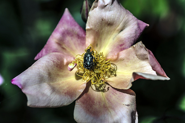 포토 JPG 해외이미지 식물 계절 꽃 줄기 분홍색 곤충 자연 사람없음 초록색 노란색 정원 검은색 봄 활발 기쁨 다양 성장 흰색 시골 개화 맛 보호 수분 원예 보안 꽃가루 숨김 영양분 동정 해외202004 해외포토 동물 감정 컬러 다수 컨셉 안전 취미 가루 생태계 파일형식 이미지허브