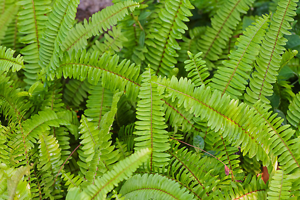 포토 JPG 해외이미지 나무 식물 공원 줄기 잎 자연 사람없음 야외 목재 초록색 여름 환경 봄 성장 흰색 나뭇가지 신선 닫기 숲 질감 자작나무 내추럴 양치류 해외202004 해외포토 계절 공공시설 컬러 재료 모션 생태계 파일형식 이미지허브