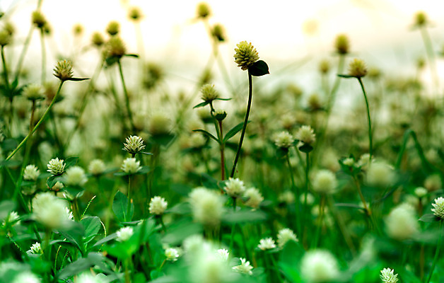포토 JPG 해외이미지 식물 계절 공원 꽃 백그라운드 컨셉 잎 꽃무늬 패턴 밭 자연 아침 추상 풍경 잔디 사람없음 야외 초록색 여름 빛 컬러풀 환경 정원 봄 수확 벚꽃 흰색 신선 묘사 유기농 질감 내추럴 전경 해외202004 해외포토 주간 웰빙 공공시설 컬러 무늬 농업 생태계 파일형식 탑뷰 이미지허브