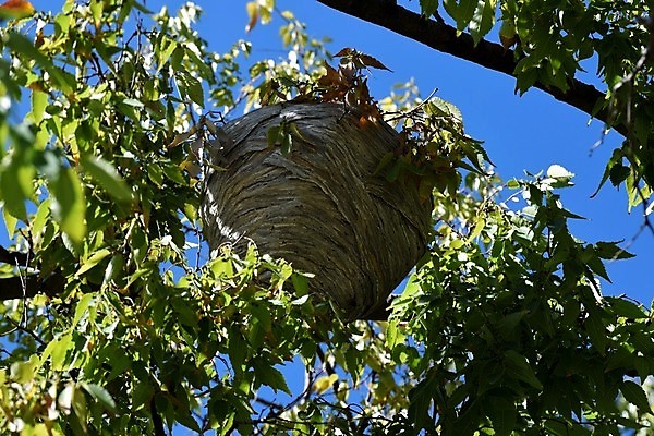 포토 JPG 해외이미지 동물 야생동물 곤충 백그라운드 자연 사람없음 야외 가을 해충 벌레 둥지 말벌 숲 위험 벌집 내추럴 해외202004 해외포토 계절 컨셉 벌_곤충 생태계 파일형식 이미지허브