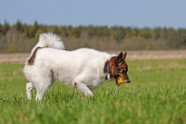 포토 JPG 해외이미지 동물 행복 백그라운드 밭 공 자연 놀이 사람없음 야외 초록색 파란색 반려동물 갈색 노란색 검은색 봄 에너지 흰색 잡기 입 개 숲 모피 꼬리 솜털 송곳니 내추럴 시베리아 유래 해외202004 해외포토 계절 감정 컬러 농업 포유류 모션 신체부위 치아 생태계 파일형식 이미지허브