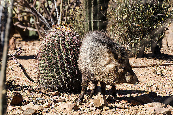 포토 JPG 해외이미지 동물 야생동물 포유류 선인장 사람없음 사막 돼지 멧돼지 해외202004 해외포토 식물 파일형식 이미지허브